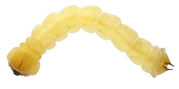 Hypocisseis suturalis, PL3458A, larva, SE, 22.0 × 3.7 mm